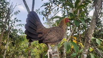 Poj qaib tsauj zoo  cuab tuaj zoo tshaj plaws 100%