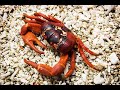 Information of Crab in Konkani | Do you know? | जाणांत तुमी? | Bhaangarbhuin | 23.02.2025