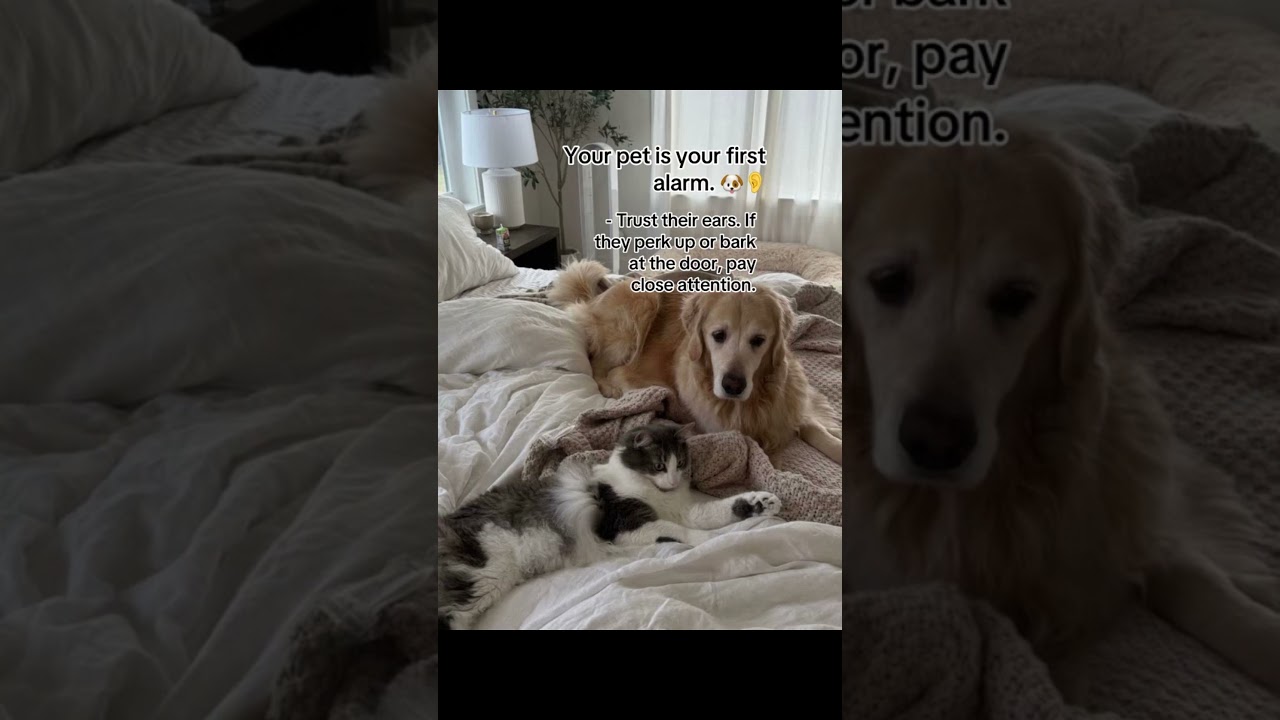 Safety for Pet Parents 🐾