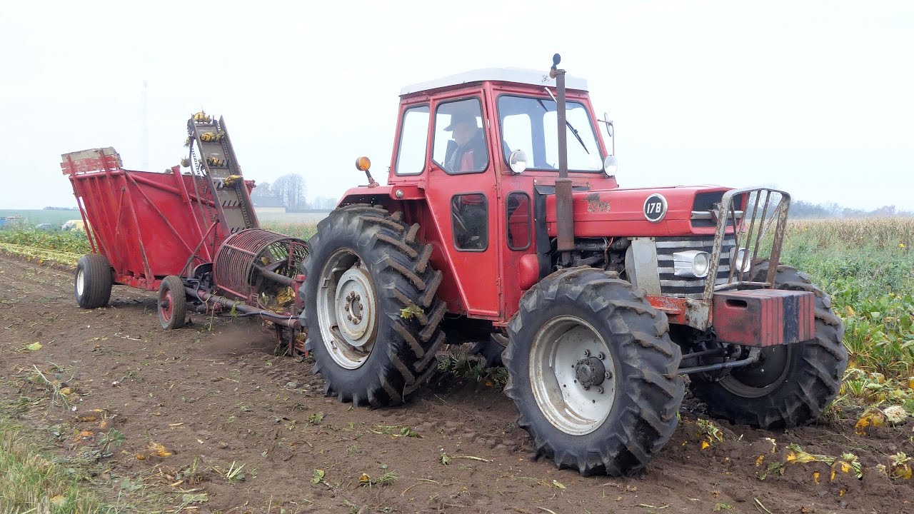 Vintage Sugarbeet Harvest | Lots of Rare & Special Massey Ferguson Tractors in the Field