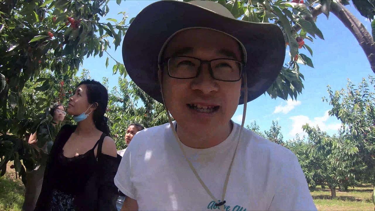 Cherry Picking June 2020 YouTube