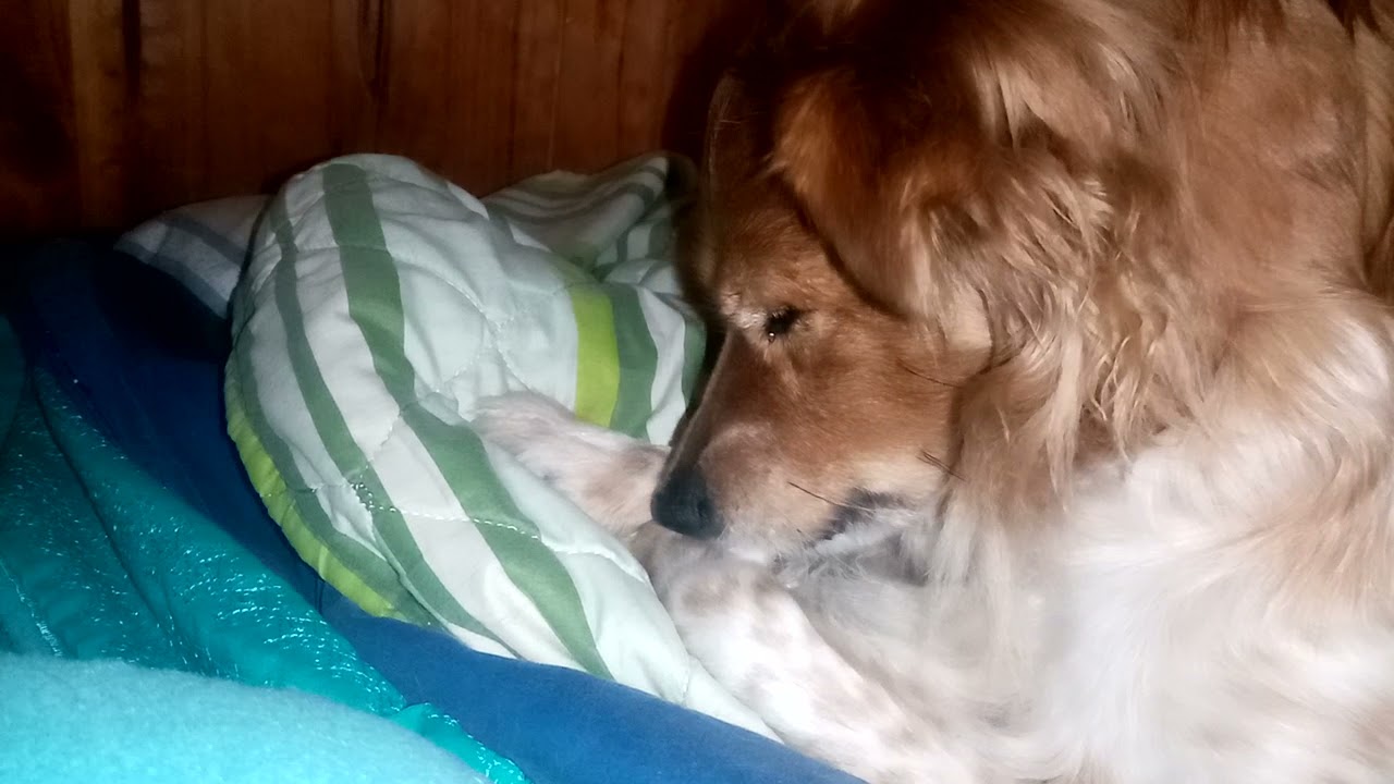 My dog bites nails part 6