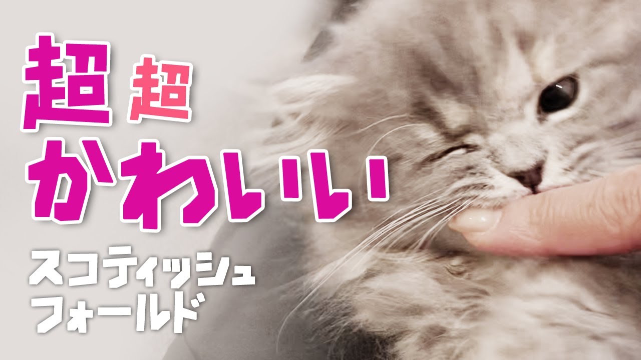 かわいい猫動画 飼い主の目線でもふもふ スコティッシュフォールド Youtube