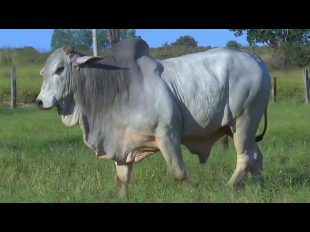 LOTE 07   4421 mp4