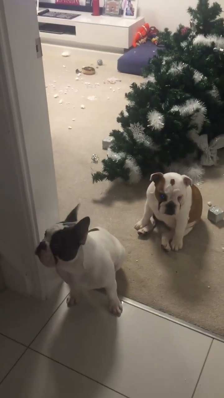 Naughty Dogs Knock Over Christmas Tree || ViralHog