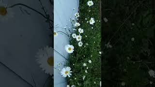 Shorts.Весенние цветы на моей даче.