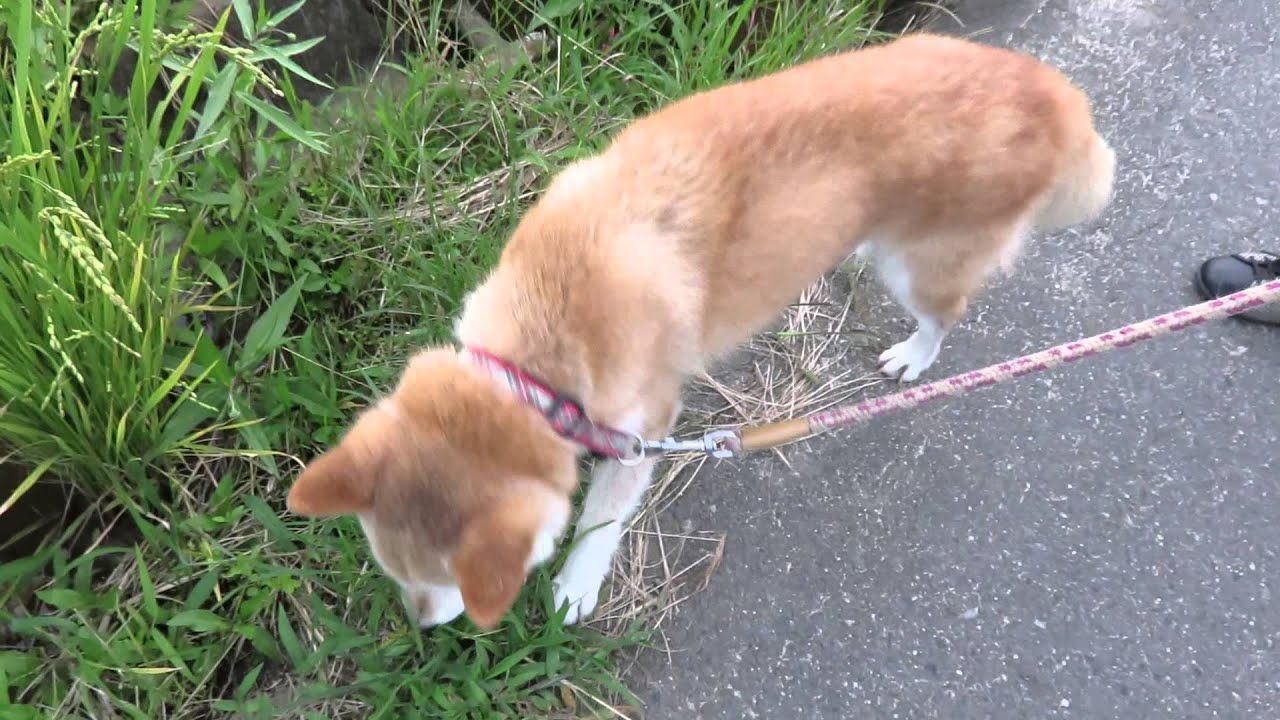 草を食べる柴犬 YouTube