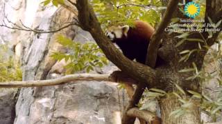 Red Pandas On Exhibit At The Smithsonians National Zoo
