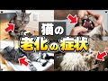 【7歳からは要注意！】猫の老化のサイン”6選”【保護猫】