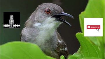 CIBLEK BREN AK-47 COCOK BUAT MASTERAN