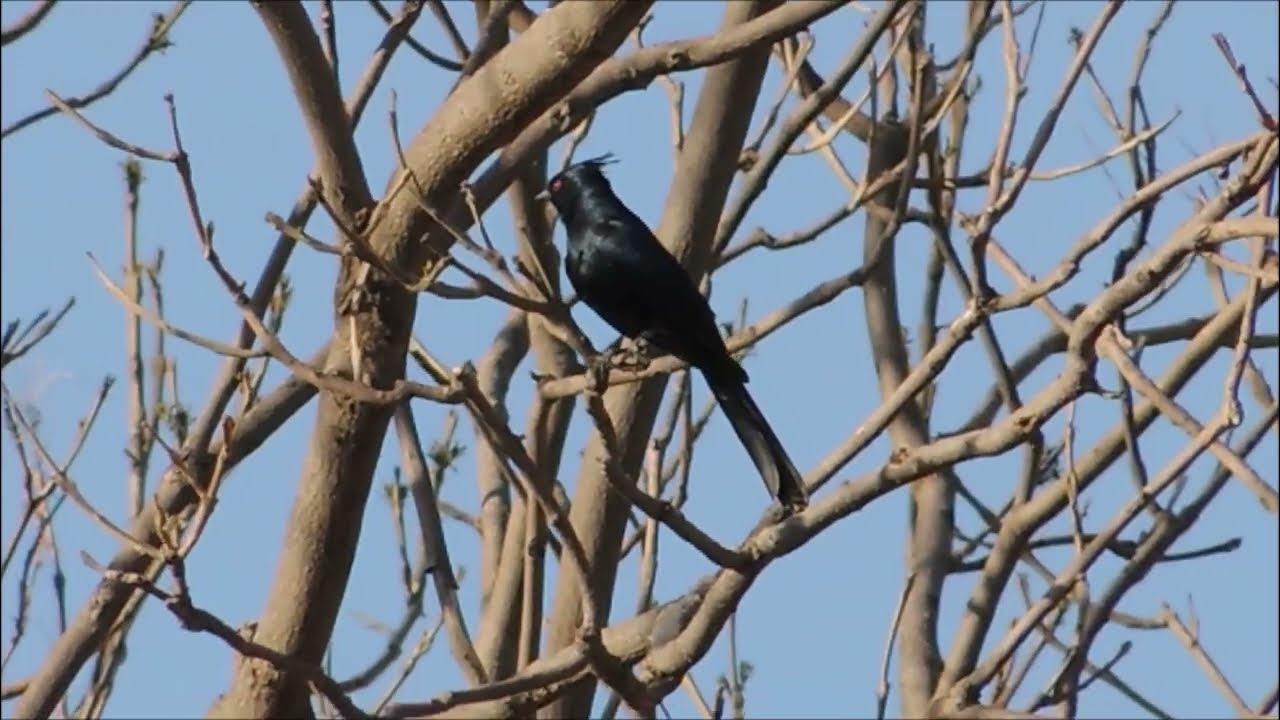 Capulinero Negro - phainopepla nitens - YouTube