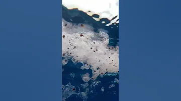 What is Plankton?
