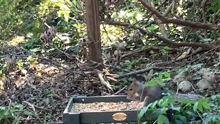 Bird Feeder, Critter Feeder Highlights #11: Four Hours by Steve’s Nature TV 48 views 7 months ago 4 hours