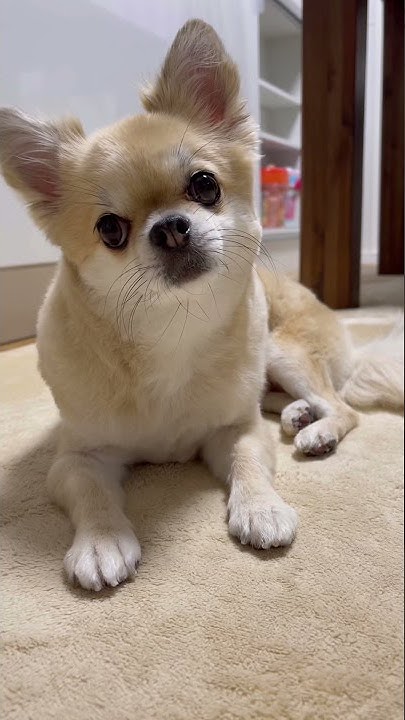 Rescue Dog Chihuahua 保護犬チワワ ルゥtube Youtube