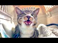 自分のタマタマがなくなるのを知って猫がショックを隠しきれないようです