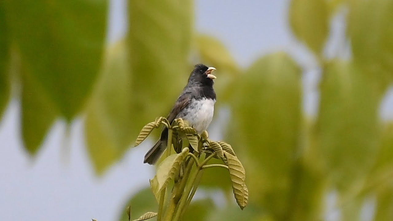 A Dubois's Seedeater also know as Papa-capim perched on the branch. Species  Sporophila ardesiaca. Birdwatcher. Bird lover. Birding. Stock Photo