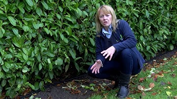 How To Water Your Mature Plants and Hedging