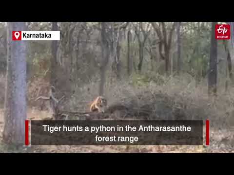 WATCH: Tiger hunts python in Karnataka forest | ETV Bharat