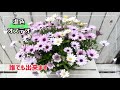 「オステオスペルマム育て方」徒長したらこうしてください!!春にこんもり🌸映えるMIX植えの裏技