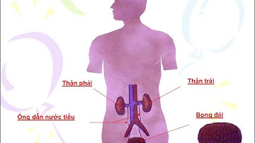 C3 Tuần 5 TNXH 3 HOẠT ĐỘNG BÀI TIẾT NƯỚC TIỂU