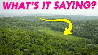 Why Scientists are Eavesdropping on Forests | Great Lakes Now