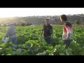 Sector agrícola en Canarias - Repor 7