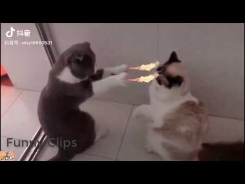 funny-animals-video-compilation-very-cute-dogs-and-cats-2019