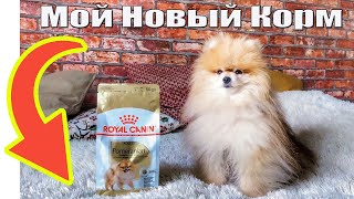 Тестируем КОРМ для Померанского Шпица.Vlog с собакой