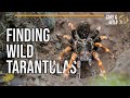 Tarantula Nature Adventure - Finding Tarantulas the Easy Way