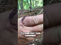 Get those Worms! | Worm Grunting