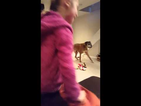 Linus the Boxer loves horseplay