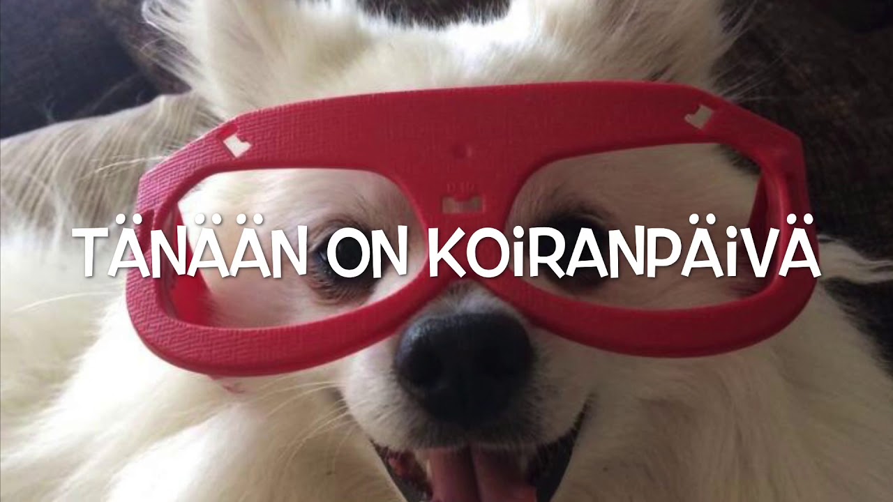 Tänään on koiranpäivä
