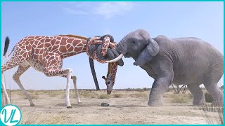 ANIMALS WHO MESSED WITH WRONG OPPONENTS