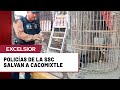 Cacomixtle atrapado en una ventana es salvado por policías
