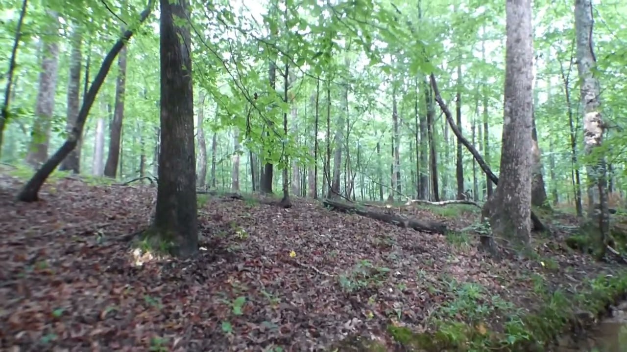 Alabama Bigfoot Mann Hunters Camp Bigfoot Thermal