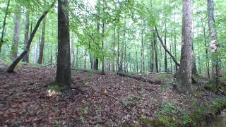 Alabama Bigfoot Mann Hunters Camp Bigfoot Thermal