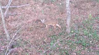 Small 6 Pointer