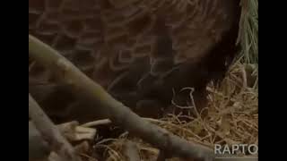 Decorah Eagles 3-38-26, Pip In Our 2Nd Egg