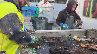 Lobster Fishing on Deer Island