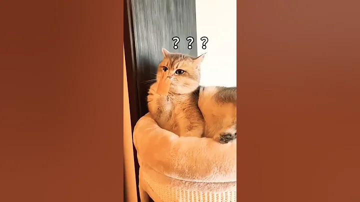 Video 8408131: cats catlover cutecat funny, cats catlover cute funny, awesome cute cats