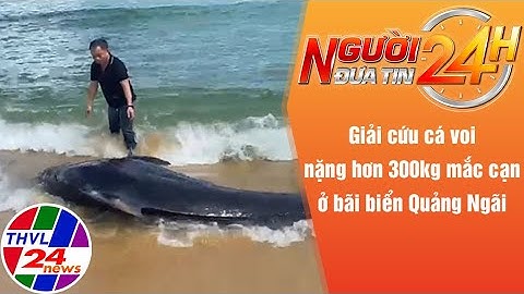 Người đưa tin 24H (6h30 ngày 03/10/2022) - Giải cứu cá voi nặng hơn 300kg bị mắc cạn tại Quảng Ngãi