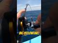 Big Yellowtail Gaff
