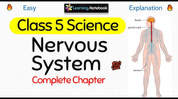 Nervous System (Complete Chapter)