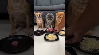 #catai #catshorts #catvideos #catfail