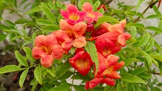 How to fertilize and take care of ORANGE JUBILEE in monsoon