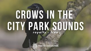Crows in the City Park Sounds