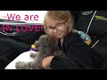 Bringing home our Mini Goldendoodle puppy!!