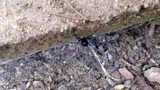 Black Widow, Madison AL