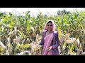 शर्मिला को क्या हो गया | New Vlog 🤣 मक्का तोडाना 🫢 | Adiwasi Vlog Video 2025| #adiwasi #vlog #diwali