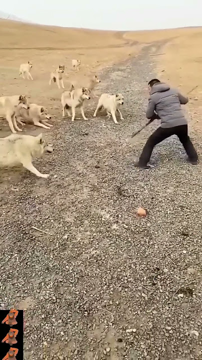 pack of wolves attack man. see.. defend yourself with a piece of wood